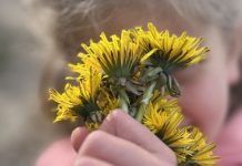 Meisje houdt bosje paaardenbloemen vast